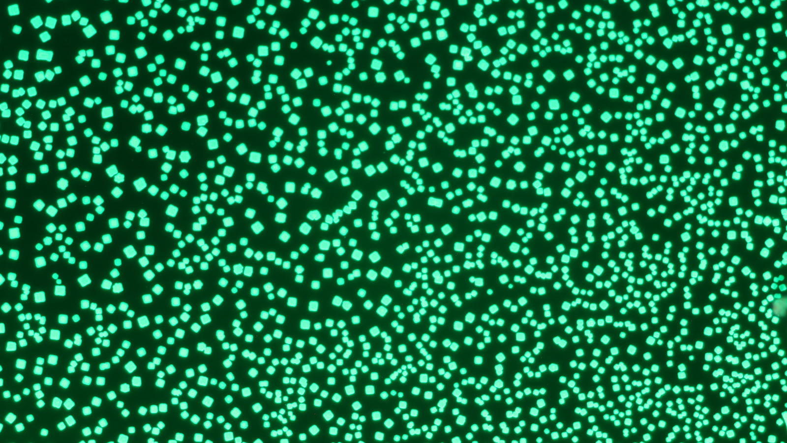 Fluorescent superlattices under the microscope (UV illumination). Photo © Dr. M. Bodnarchuk, Empa