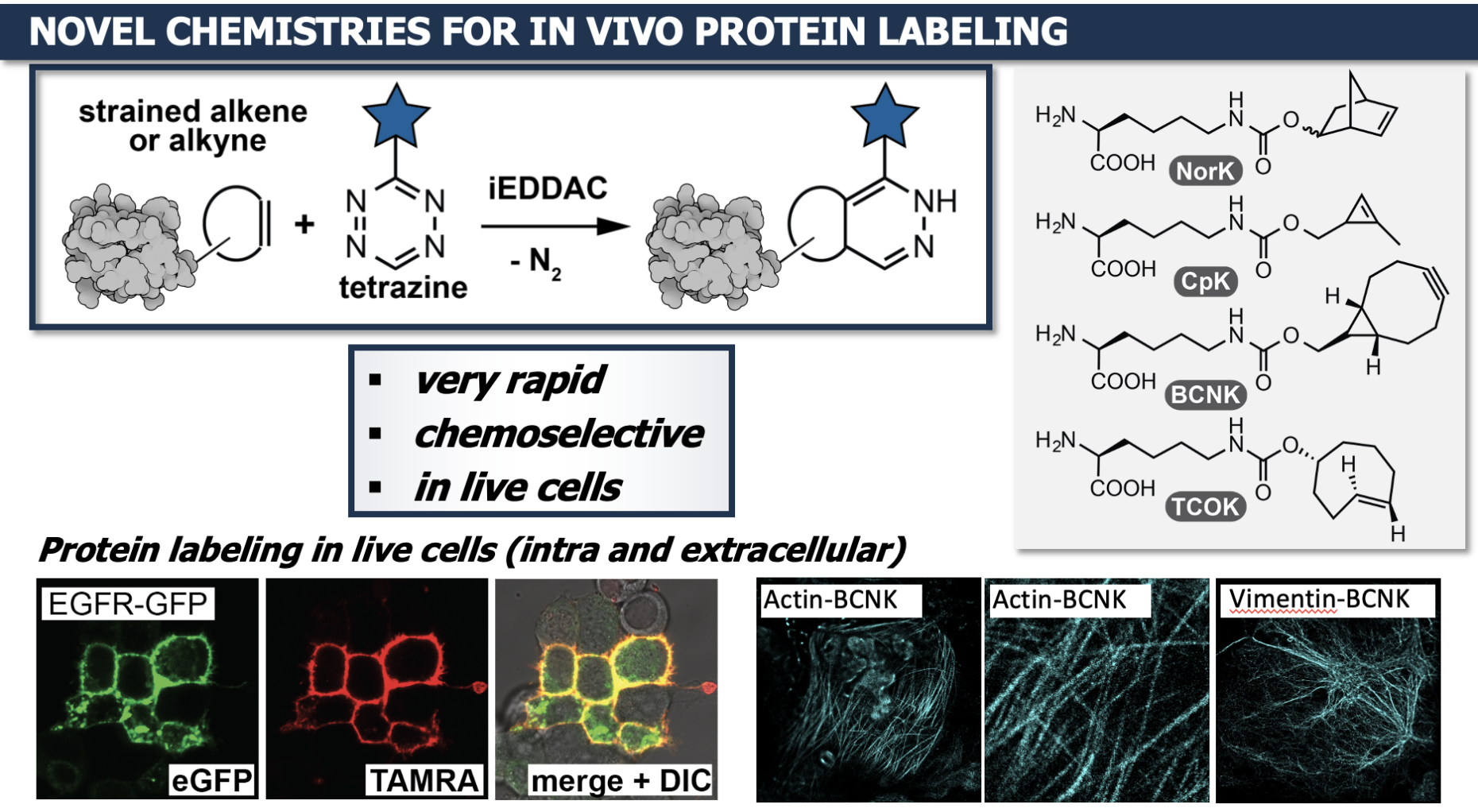 Scheme Protein Labeling via artificial amino acids