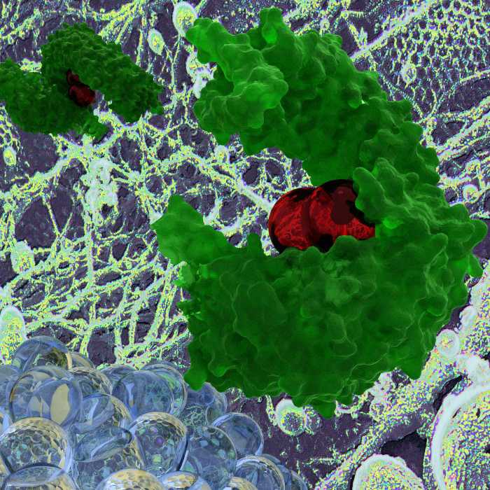 Bild eines Viruseintritts in die Wirtszelle